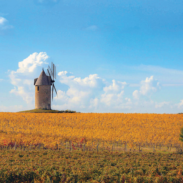 En vente dès maintenant Château Auguste Grand Rose 2022